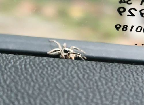 Pantropical Jumping Spider