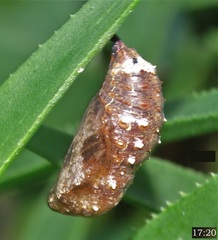 Junonia oenone oenone