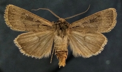Euxoa clausa