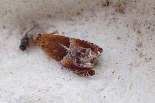 Small Buckthorn Roller