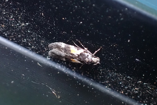 Teleiodes luculella