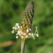 Ribwort Plantain - Photo (c) Robert Flogaus-Faust, some rights reserved (CC BY)