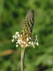 Ribwort Plantain - Photo (c) Robert Flogaus-Faust, some rights reserved (CC BY)