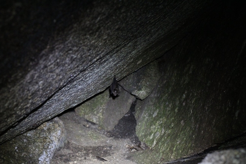 Smaller Horseshoe Bat