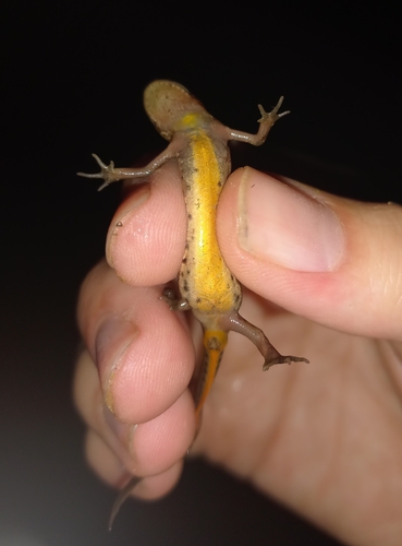 Smooth Newt