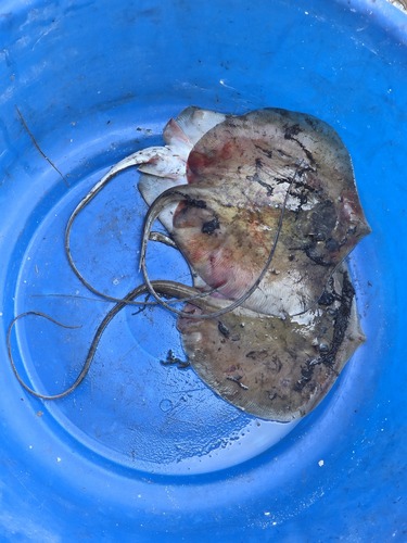 Daisy stingray (Fontitrygon margarita) — Dasyatidae