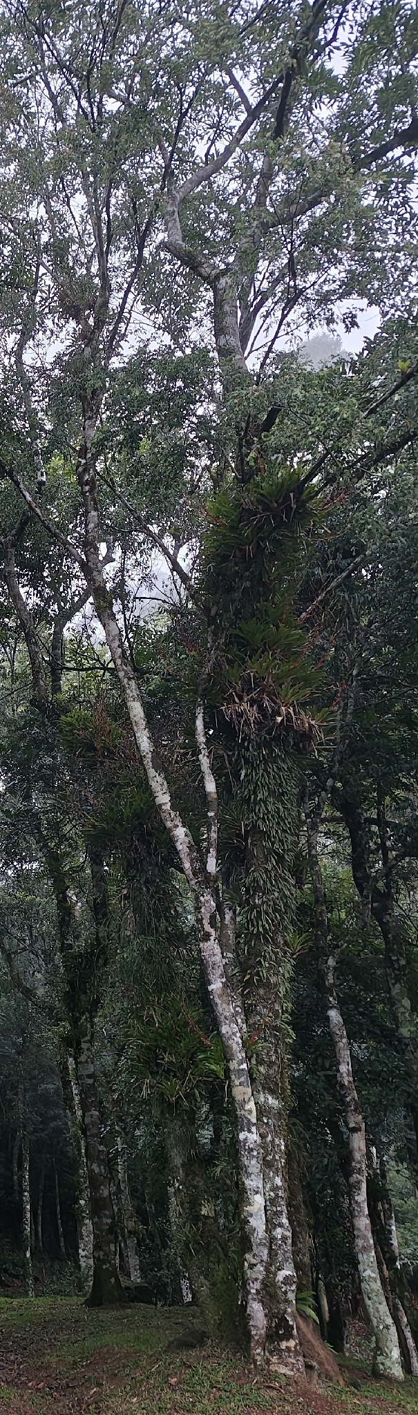 Vriesea friburgensis