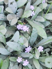 Elytraria bromoides
