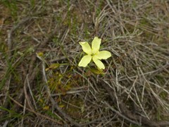 Drosera subhirtella