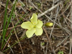 Drosera subhirtella