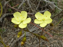 Drosera subhirtella