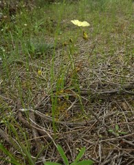 Drosera subhirtella