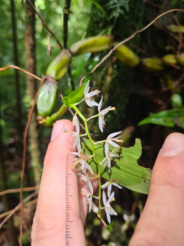 Coelogyne porrecta, photograph 2