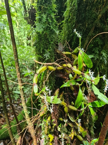 Coelogyne porrecta, photograph 3