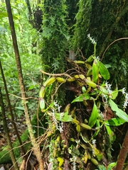 Coelogyne porrecta, photograph Mitch Van Dyke, CC BY, iNaturalist via GBIF
