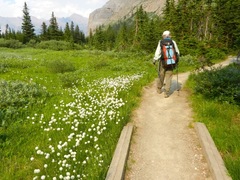 Eriophorum scheuchzeri