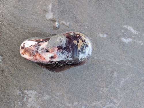Modiolus capax, 2026-05-29