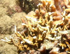 Anacropora