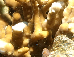 Anacropora