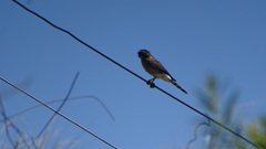 Spiziapteryx circumcincta