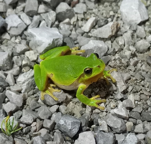 European Tree Frog
