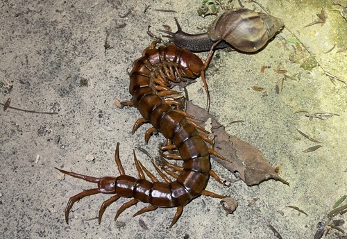 Vietnamese Centipede