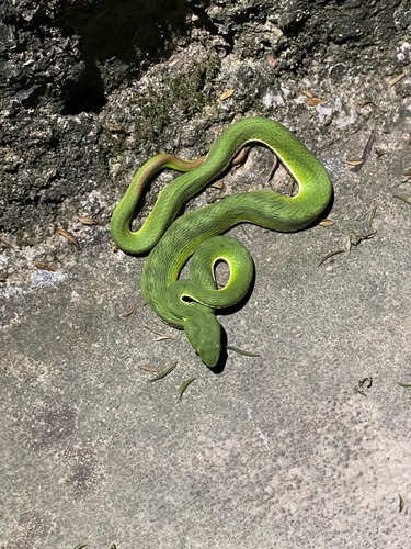White-lipped Pit Viper
