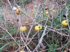 Solanum myriacanthum