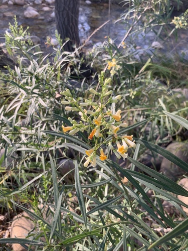 Freylinia lanceolata, photograph 2