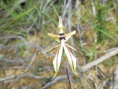 Caladenia roei