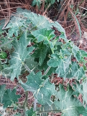 Solanum myriacanthum