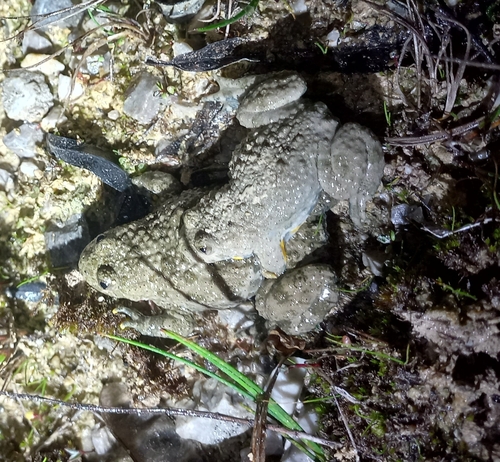 Yellow-bellied Toad