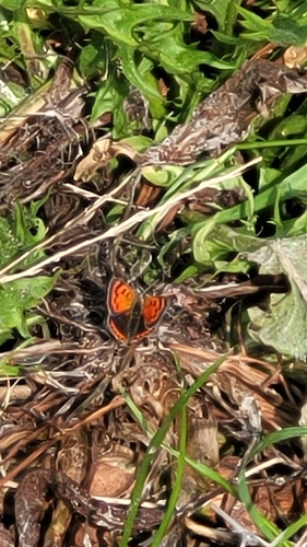 Small Copper