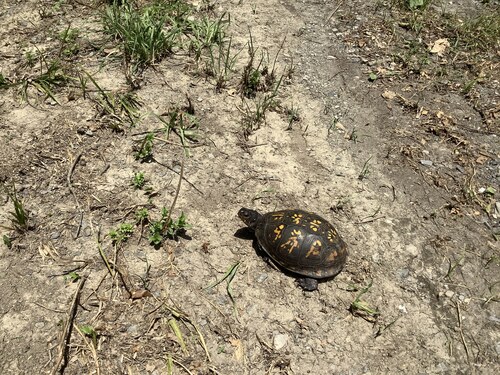 Eastern Box Turtle