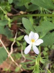 Viola bicolor