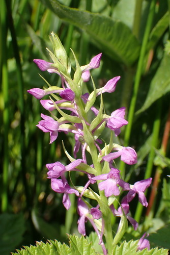 Fragrant Orchid