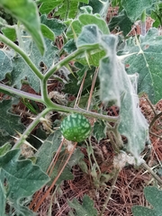 Solanum myriacanthum
