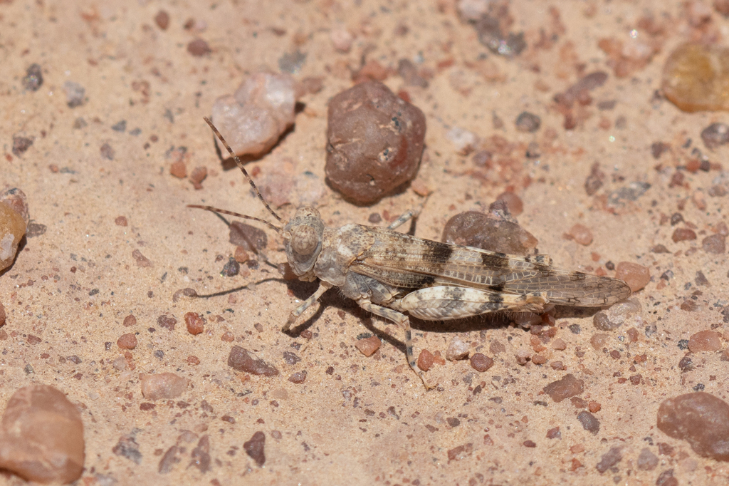 Sphingonotus laxus