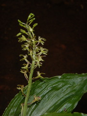 Malaxidinae