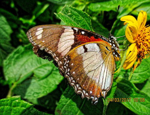 Danaid Eggfly