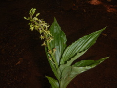 Malaxidinae
