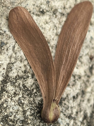 Hopea odorata observed 2026-05-25