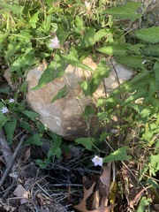 Convolvulus farinosus