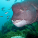 Asian Sheepshead Wrasse - Photo (c) Jon, some rights reserved (CC BY-NC-SA)