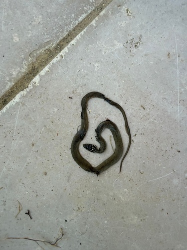 Green Whip Snake