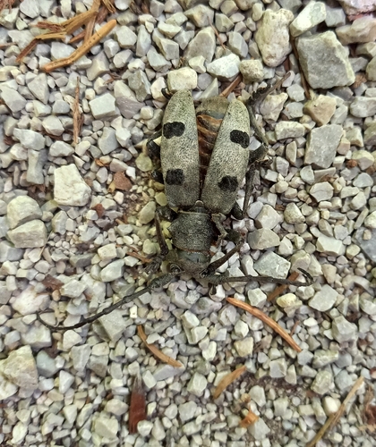Morimus funereus