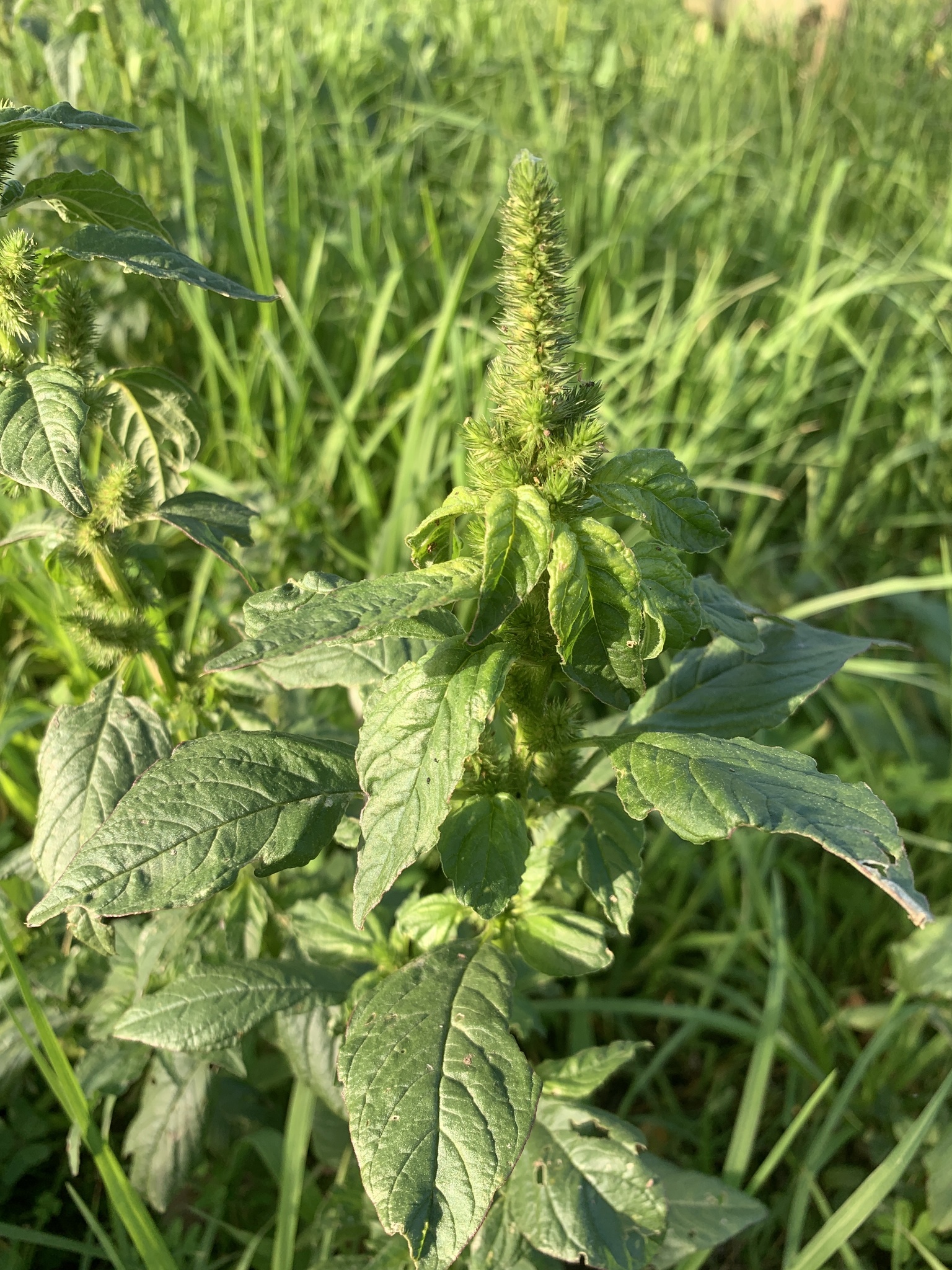 Foto de Amaranthus hybridus L.