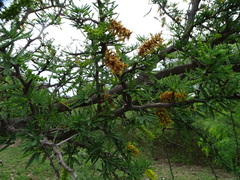 Prosopis torquata
