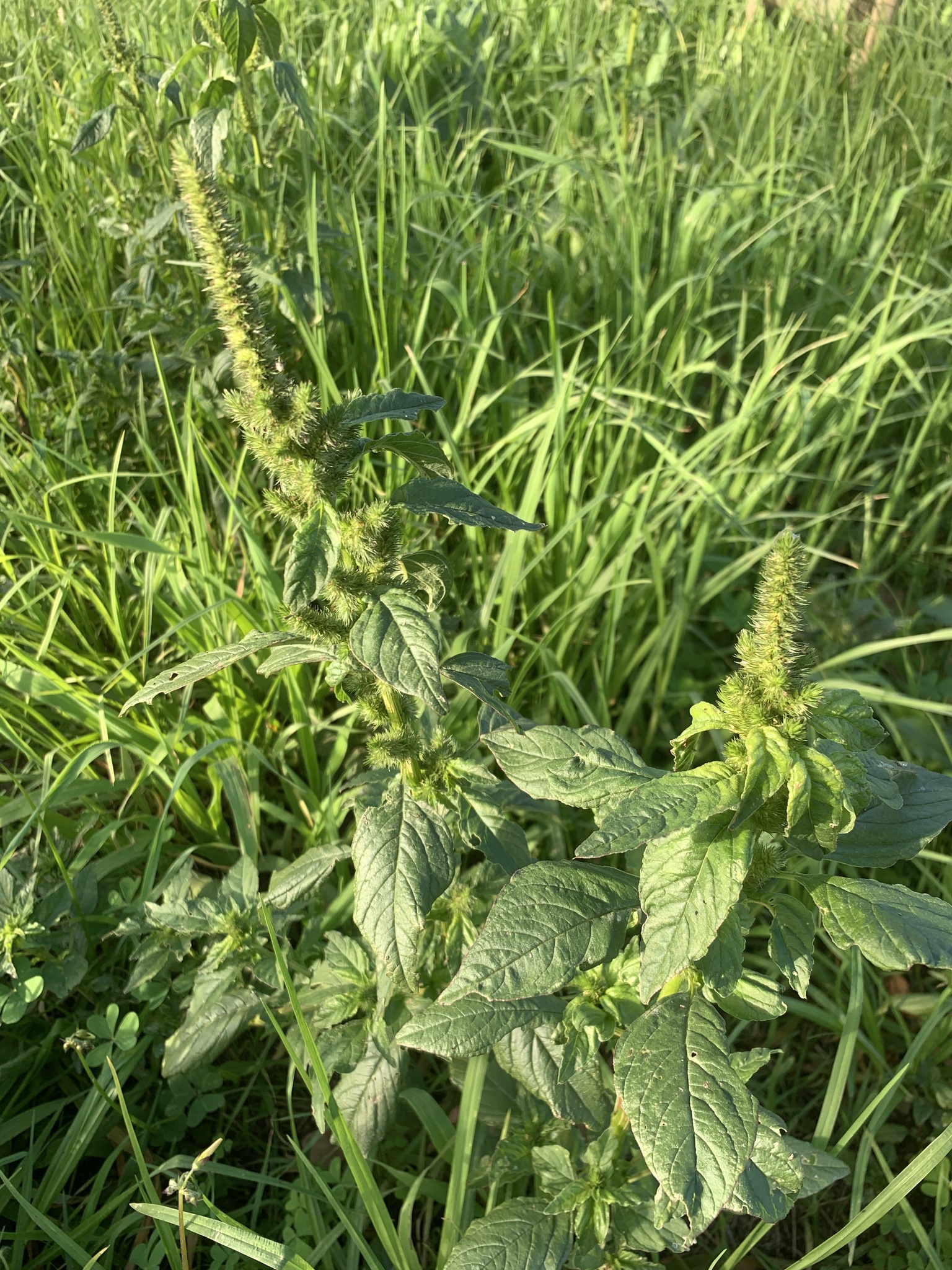 Foto de Amaranthus hybridus L.