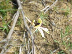 Caladenia roei